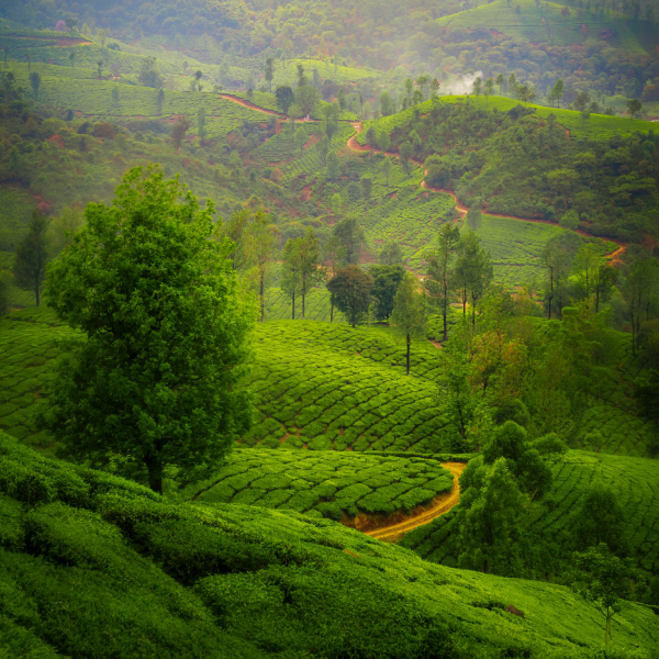Munnar 02N + Thekkady 01N + Houseboat 01N + Kovalam 2N