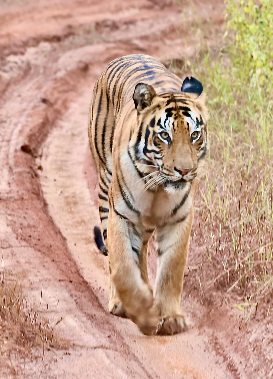 Tadoba Wildlife Safari Tour